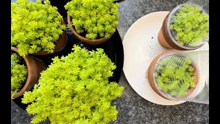 Sedum Japonicum ‘Tokyo Sun’ Propagation results and arrangement [upl. by Isus]