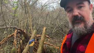 🌳 🌳How to Identify Osage Orange🌳🌳 [upl. by Sivi]