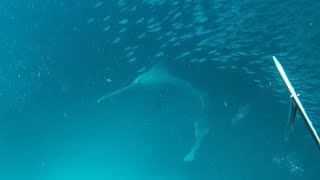 Sawfish feeding behavior in the wild [upl. by Mcdowell]