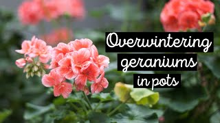 ❄ How to overwinter geraniums in pots after freeze damage 🍃 growing pelargoniums indoors 🌿 [upl. by Nomzaj]