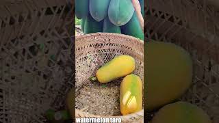 Immersive Papaya Pickingrurallifefarming nature satisfying asmr [upl. by Eirdua]