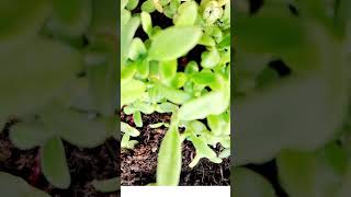 Ice plant grow seedling iceplant ytshorts shotsfeed [upl. by Yesteb]