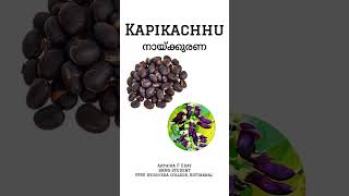 Kapikachhu  നായ്ക്കുരണ ayurvedicdrugs healthbenefits [upl. by Troyes341]