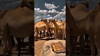 somalibeauty duet somalia passport somaliculture somalitiktok army somaliland travel explo [upl. by Assiren]