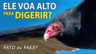 URUBUS VOAM ALTO para DIGERIR Araraazul não é azul  FATOS e FAKES do Planeta Aves [upl. by Vorster342]