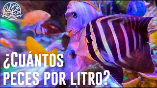 ¿Cuántos PECES cuántos LITROS [upl. by Lertnahs]