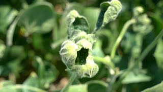 Dicamba Drift Round 2 [upl. by Cacilia]