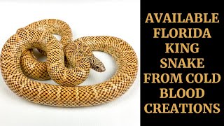 AVAILABLE FLORIDA KING SNAKE  COLD BLOOD CREATIONS [upl. by Xuaeb744]