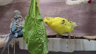 10 Hr Happy Singing amp Eating Parakeet Budgies Birds Reduce Stress of Lonely Quiet Birds [upl. by Brian]