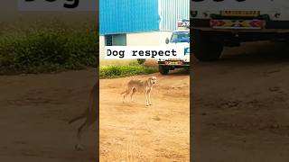 Dog respect 🐶dog respect thesonuvermashow shorts [upl. by Snook785]