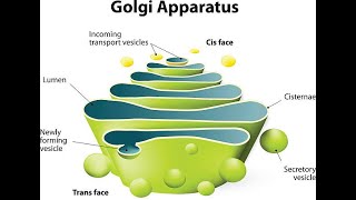 Structure of Golgi Apparatus  Function  Cisternae [upl. by Hashum]