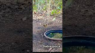 ALGUMAS ESPÉCIES DE AVES NO BEBEDOURO TOMANDO ÁGUA VEJA QUE FLAGRANTE INCRÍVEL 😱 😱 birds shorts [upl. by Onahpets]