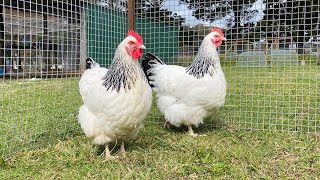 The Poodle and The Hen  Lot 4  Light Sussex Pullets [upl. by Adaliah]