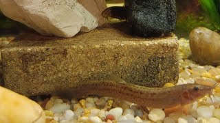 I recruit 2 Loach species to eradicate snail infestation UNBELIEVABLE RESULTS NOT CLICKBAIT [upl. by Setiram381]