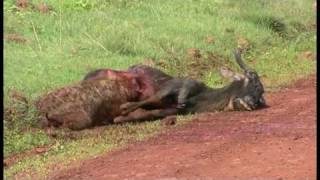 A Hyena eating a Wildebeest alive  Part 2 In Ngorogoro 鬣狗生啃活角馬  2 高清 [upl. by Aneleasor]