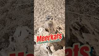 Meerkats Suricata Suricatta  animals africananimals cebu [upl. by Dud]