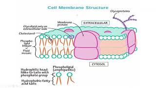 Physiology Foundation module  Cellular transport and homeostasis [upl. by Eislehc]