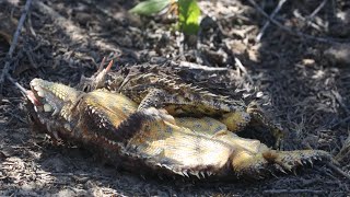 Matingcourtship of Blainville’s coast horned lizard [upl. by Raul190]