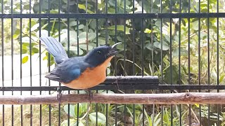 Suara Burung Tledekan Gunung Jantan GACOR Ini AMPUH Buat Masteran amp Pancingan SIKATAN Macet Bunyi [upl. by Jilleen]