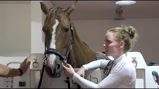 Horse Spa Day Dubai Equine Performance Centre [upl. by Nodarb]