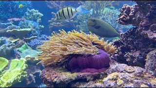 A flooded LFS amp a visit to the Long Island Aquarium [upl. by Gnad]