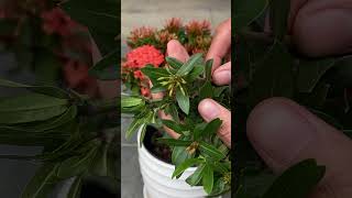 How to grow Ixora flower branches in water with a foam box [upl. by Windzer]