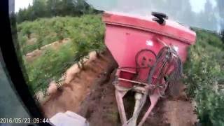 Spreading Sawdust in Blueberries Blueberry row mulching [upl. by Nohsad]