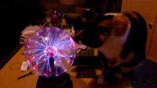 Plasma ball Vs Cat [upl. by Lytsirhc]