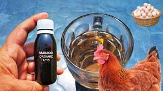 Use of Organic Acid in Poultry Birds  Organic Acid for Chickens  Dr ARSHAD [upl. by Dicks307]