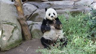 Panda in San Diego Zoo sandiego zoo panda wildlife funnyanimals cute [upl. by Riem]