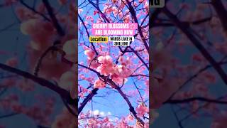 Cherry Blossom 🌸 festival in Shillong 2024 shillong cherryblossomseason naturelovers [upl. by Azriel]