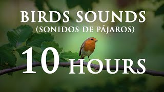 Sonido de Pájaros en el bosque  Pájaros cantando  Birds Sounds  10 HORAS [upl. by Penelope]