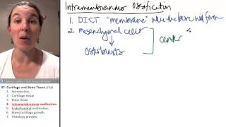Bone  Cartilage 4 Intramembranous ossification [upl. by Orsa]