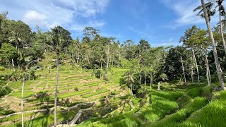 Tegalalang Rice Terrace [upl. by Erdei]