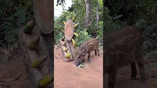 Giant Wild Boar Trap  The Power Pig Trap Make from Big Sharp wood animals wildlife shorts [upl. by Dianna]