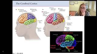 Neuroanatomy  Cortical and Subcortical Structures Lecture [upl. by Stormie95]