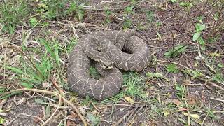 quotYararáquot Bothrops alternatus [upl. by Heloise]