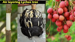 How to air layering lychee tree  Propagation of lychee trees [upl. by Ahtel]