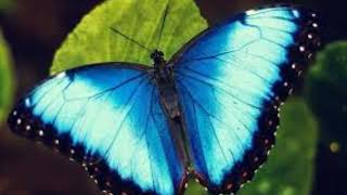 Blauer Schmetterling  Hermann Hesse [upl. by Ahsien]