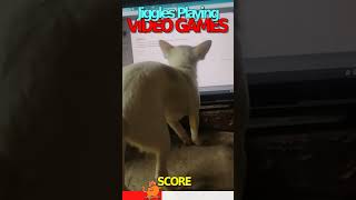 JIGGLES IS LEARNING TO PLAY VIDEO GAMES jiggles doglife chihuahuapuppy puppy funny [upl. by Silda598]