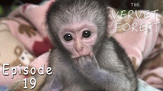 A New Orphan Baby Vervet Named DD Baby Monkeys Meet Moms and More Updates  TVF  Ep 19 [upl. by Eeralav]