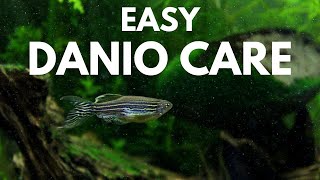 How to Care for Zebra Danios [upl. by Nauqal668]