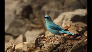 Verditer flycatcherA cobalt blue colored flycatcher [upl. by Snashall117]