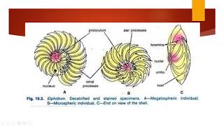 ELPHIDIUM STRUCTURE AND LIFE HISTORY [upl. by Adnerak590]