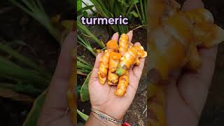 Turmeric pasupu gardening karkumin pasupu flower organicfarming agriculture trending viral👍 [upl. by Refinne]