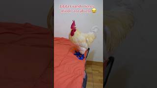 Broma al gallo lino gallos gallinas funnyshorts [upl. by Salli322]