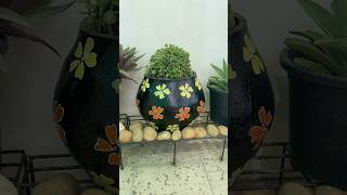 Easy Jade topiary  pareena choudhary  jade topiary shorts gardentips jadeplant jadetopiary [upl. by Liss]