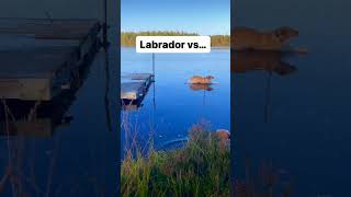 Golden Retriever vs Labrador Retriever dog [upl. by Kred21]