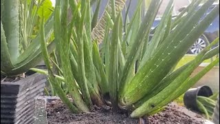 Growing aloe vera fypシ゚viral plants fyp [upl. by Neitsabes14]