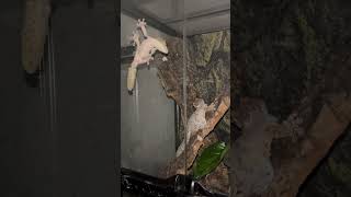 ヤマビタイヘラオヤモリ Uroplatus sikorae  Mossy leaftail gecko シコラエ shorts [upl. by Ainesell]